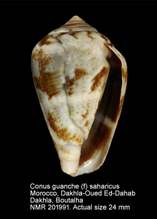 Conus guanche (f) saharicus.jpg - Conus guanche (f) saharicus (Petuch & Berschauer,2016)